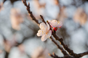 flowering peach, bloom of trees in spring, peach tree flowers