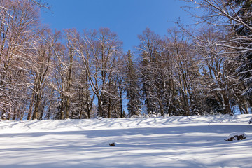 A calm snowy winter morning landscape with a colorful background, snow covered trees and a road heading down a hill