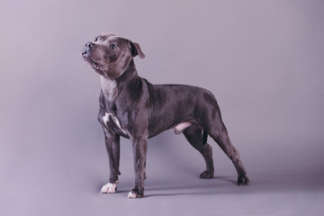  English Staffordshire Bull Terrier, Stuffy