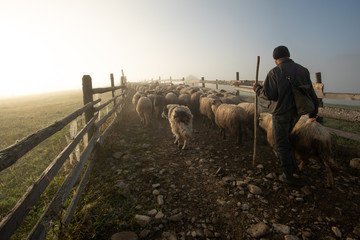 Romanian shepherd  on the hills of  Transylvania , Romania  - obrazy, fototapety, plakaty