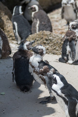 Jackass Penguin at Boulders beach, South Africa