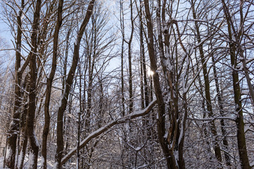 A calm snowy winter morning landscape with a colorful background, snow covered trees and a road heading down a hill