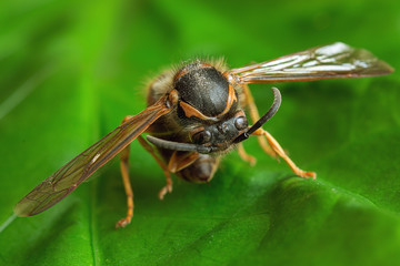 Bee on flower. Extreme macro photography