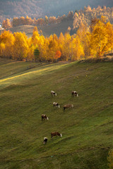 Transylvania landscape in autumn time, Romania the Carpathian garden 