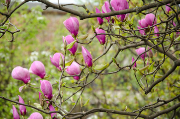 Magnolia. A very beautiful flowering magnolia tree. spring flowers