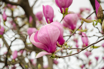 Obraz na płótnie Canvas Magnolia. A very beautiful flowering magnolia tree. spring flowers