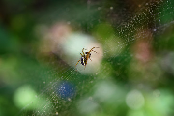 Dew drops on the spider web.A little spider in the center of colorful spider  web