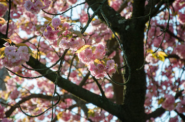 Sakura.Cherry. Very beautiful flowering cherry tree. spring flowers