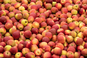 Fresh red apple from farm in Romania 