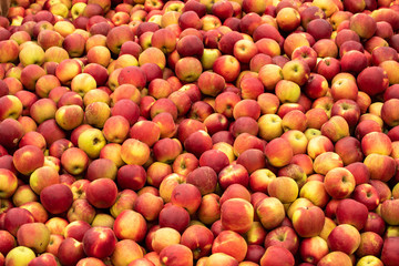 Red apple in the box at the traditional Eco  farm 