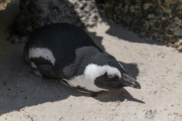 Fototapeta premium Jackass Penguin at Boulders beach, South Africa