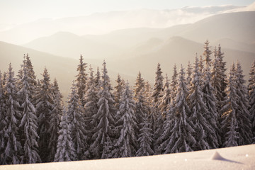A sunny winter day in the Ukrainian Carpathian mountains with a lot of snow on the trees and slopes.