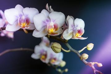 Fototapeta na wymiar Weiße Orchideen vor einem schwarzem Hintergrund