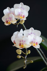 Fototapeta na wymiar Weiße Orchideen vor einem schwarzem Hintergrund