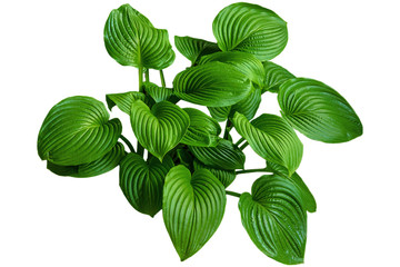 Host flower on isolated background