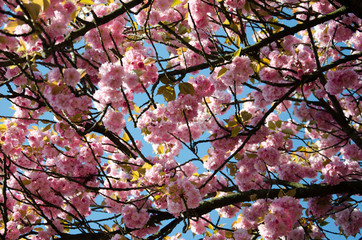 Sakura.Cherry. Very beautiful flowering cherry tree. spring flowers