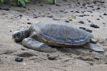 ウミガメ