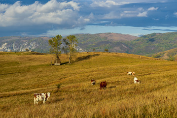 Transylvania mountain ,cows at the farm and old wood home 