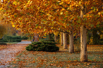 Herastrau park in Bucharest , autumn time, Romania 