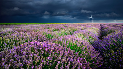 Fototapeta na wymiar Lavender field and storm clouds , eolian energy 