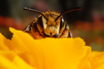 Bee close up on a spring flower 