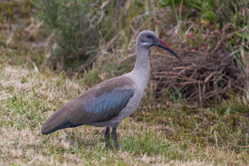 Hadeda Ibis in the meadow, Bettys Bay, South Africa