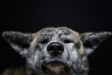dog akita inu brindle color close up on dark background