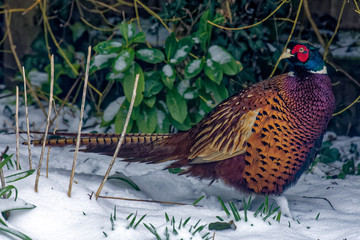 A close-up of a pheasant in the snow. There are green leaves and plants in the background.