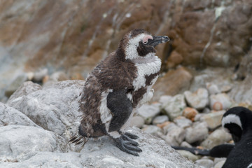 Jackass Penguin at stony point, Bettys Bay, South Africa