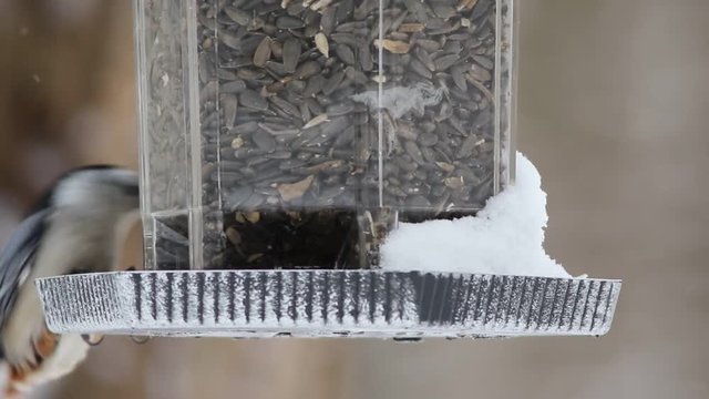 m&eacute;sange &agrave; t&ecirc;te noire