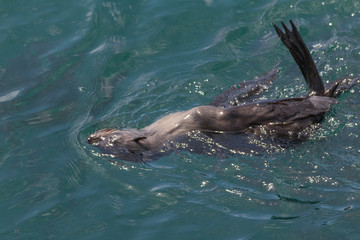 Obraz premium Cape fur seal in Hermanus Harbour, South Africa