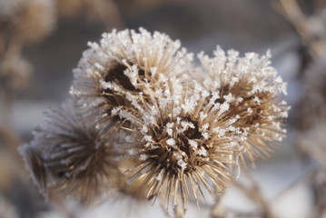 frost on the seeds of thistle