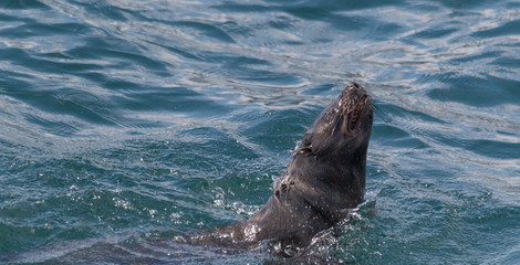 Cape fur seal in Hermanus Harbour, South Africa