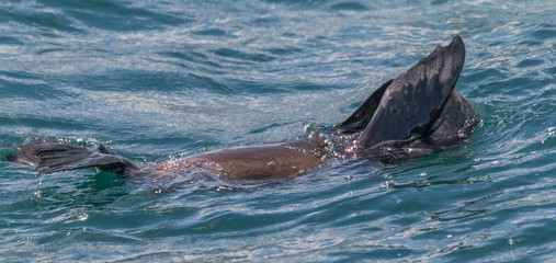 Cape fur seal in Hermanus Harbour, South Africa