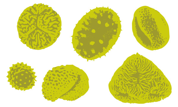 Erneuerbare Allergien &ndash; Pollen