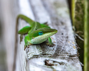 A green anole along the nature trail on a wooden rail!