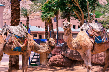 camels in the desert under palm trees