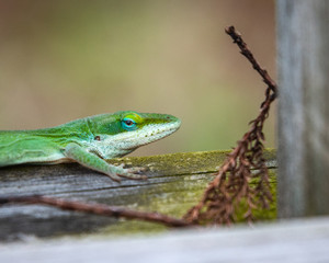 Green anole on an weathered board!