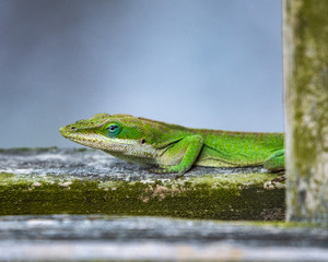 Green anole with a blue background!