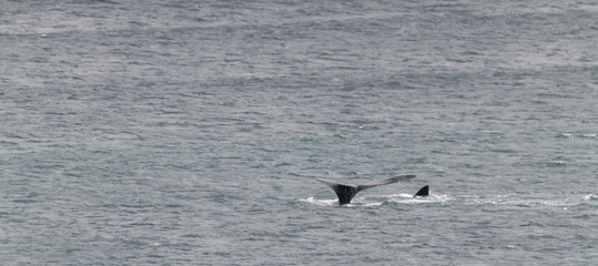 Fototapeta na wymiar Southern right whale at Gansbaai, South Africa