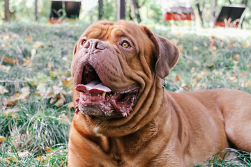 Dogue de Bordeaux,french mastiff