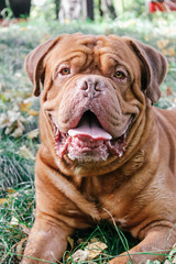 Dogue de Bordeaux,french mastiff