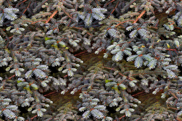 seamless texture spruce branches gray-blue with green