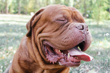 Dogue de Bordeaux,french mastiff