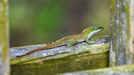 Green anole in a rush for spring to arrive!