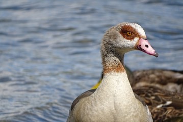 Egyptian goose