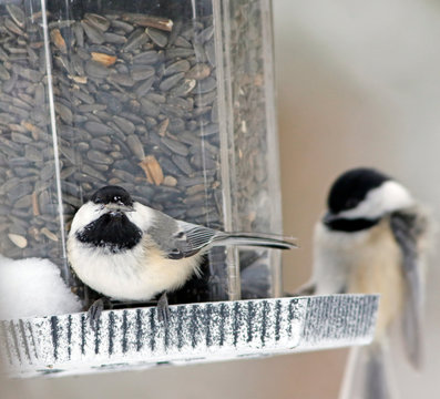 m&eacute;sange &agrave; t&ecirc;te noire