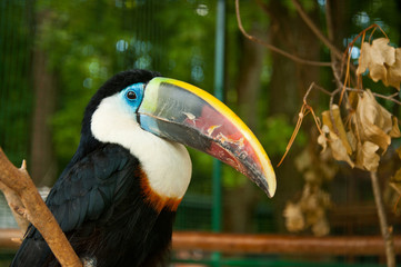 The toco toucan (Ramphastos toco)