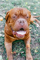 Dogue de Bordeaux,french mastiff