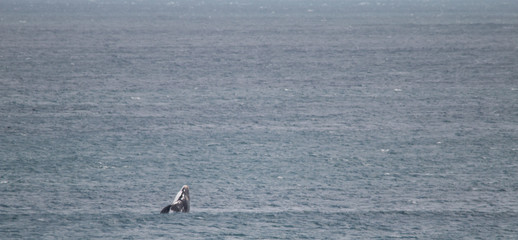 Southern right whale at Gansbaai, South Africa